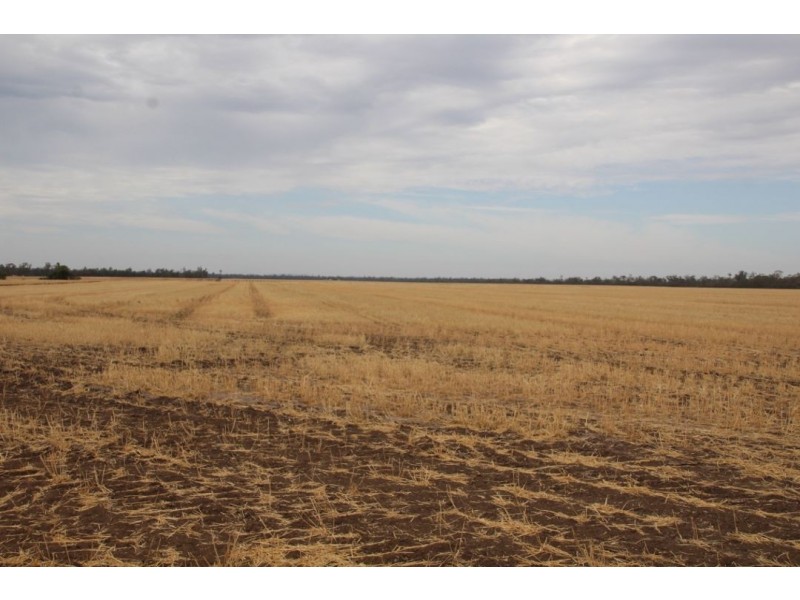 Moonbong Aggregation, Pallamallawa NSW 2399