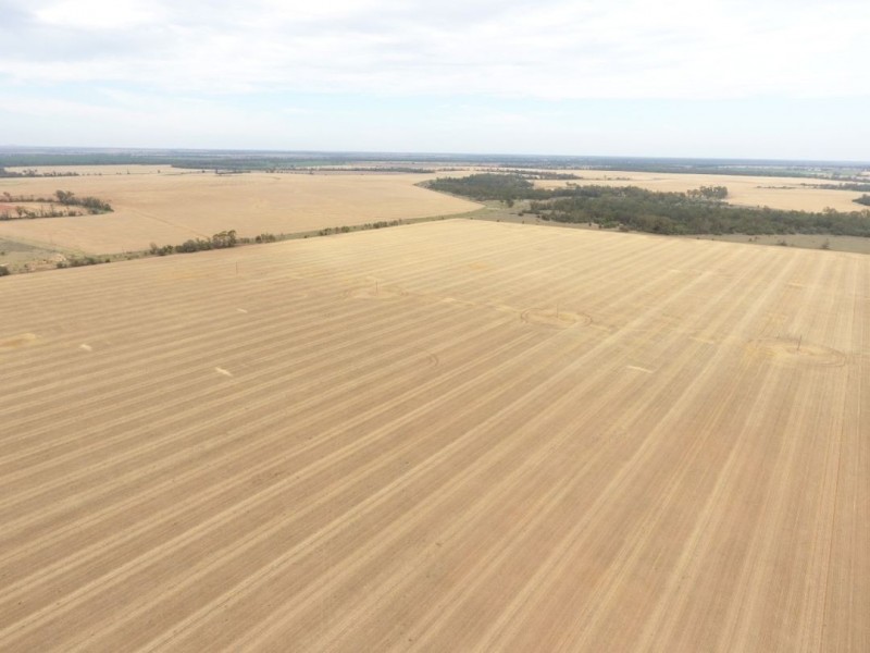 Moonbong Aggregation, Pallamallawa NSW 2399