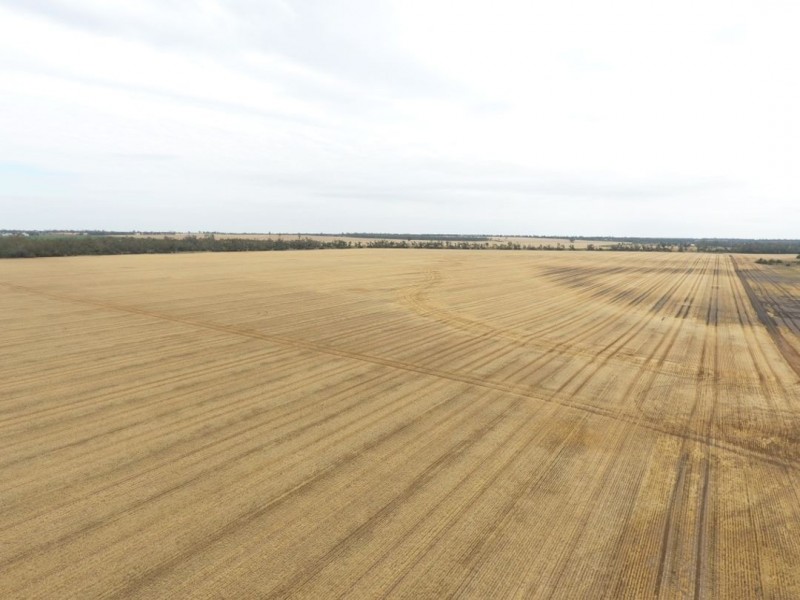 Moonbong Aggregation, Pallamallawa NSW 2399