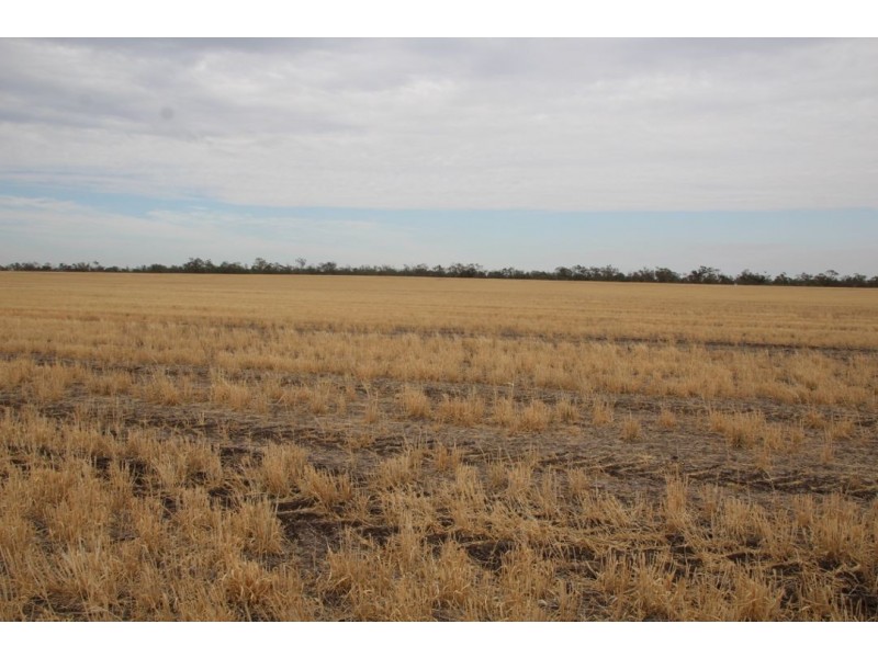 Moonbong Aggregation, Pallamallawa NSW 2399