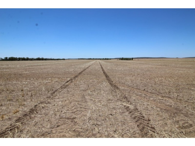 Moonbong Aggregation, Pallamallawa NSW 2399