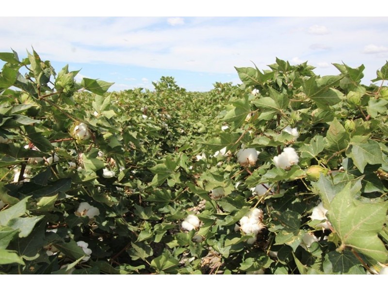 “Greenbah”, Wee Waa NSW 2388