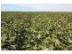 “Greenbah”, Wee Waa NSW 2388