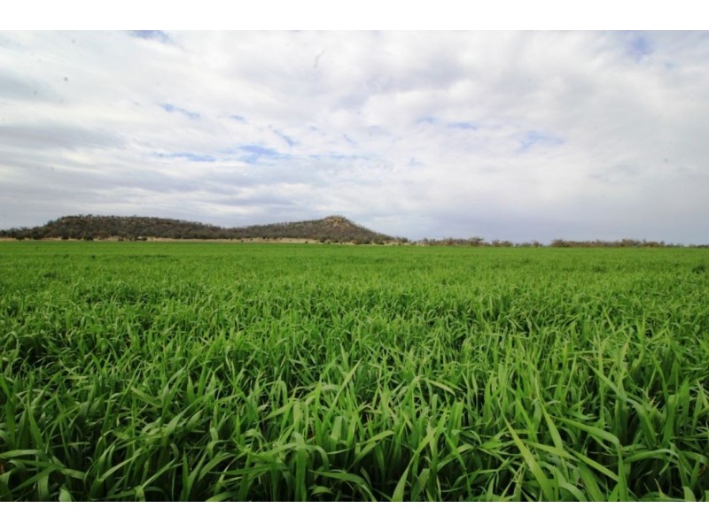 Bellevue Hill Aggregation, Warialda NSW 2402