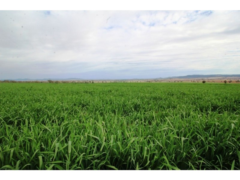 Bellevue Hill Aggregation, Warialda NSW 2402