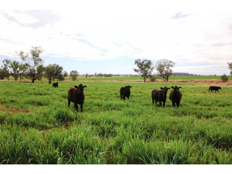 Bellevue Hill Aggregation, Warialda NSW 2402