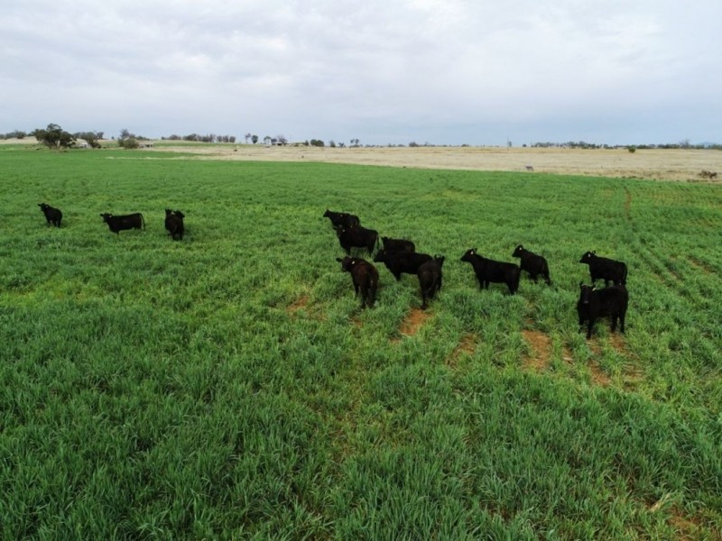 Bellevue Hill Aggregation, Warialda NSW 2402