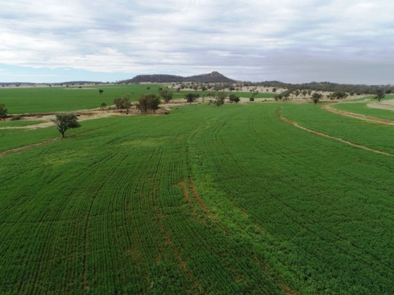 Bellevue Hill Aggregation, Warialda NSW 2402