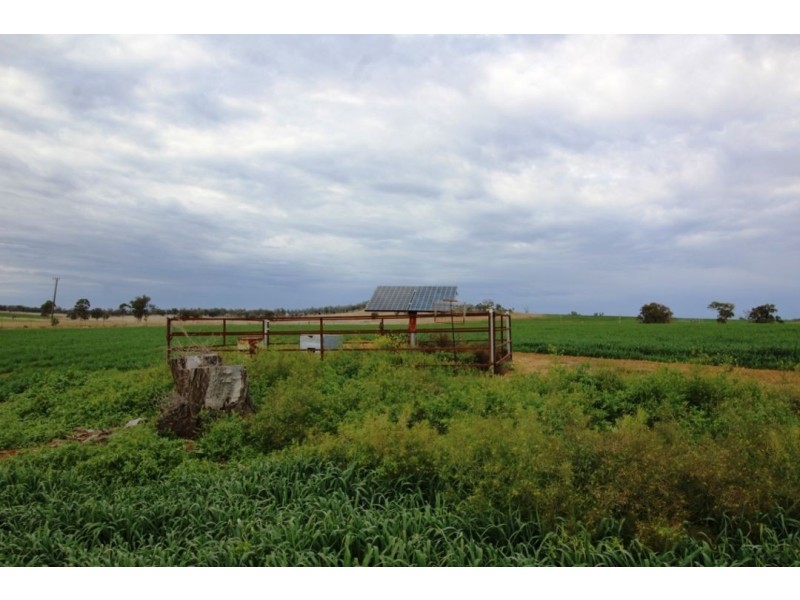 Bellevue Hill Aggregation, Warialda NSW 2402