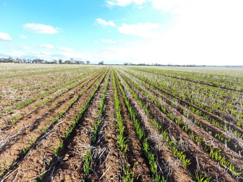 Wilga Park, Pallamallawa NSW 2399