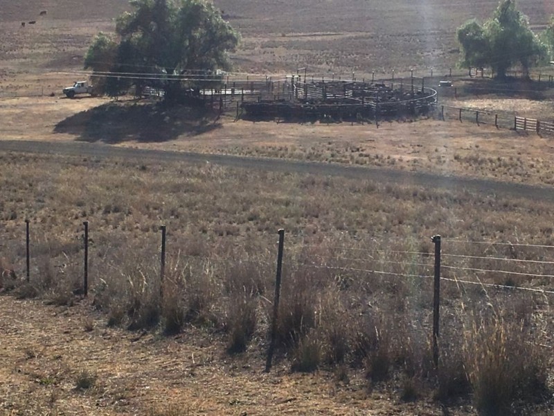 Noonameena Aggregation, Bingara NSW 2404