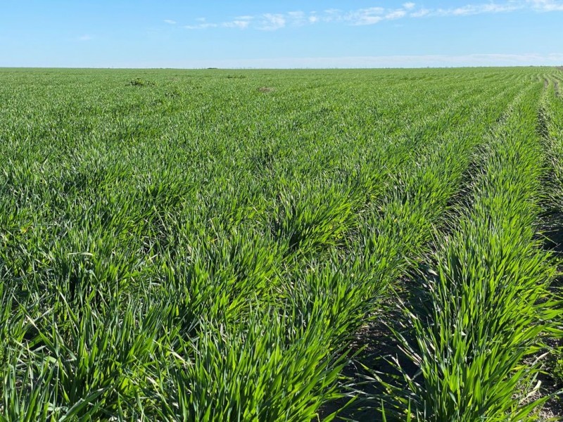 Kia Ora, Walgett NSW 2832