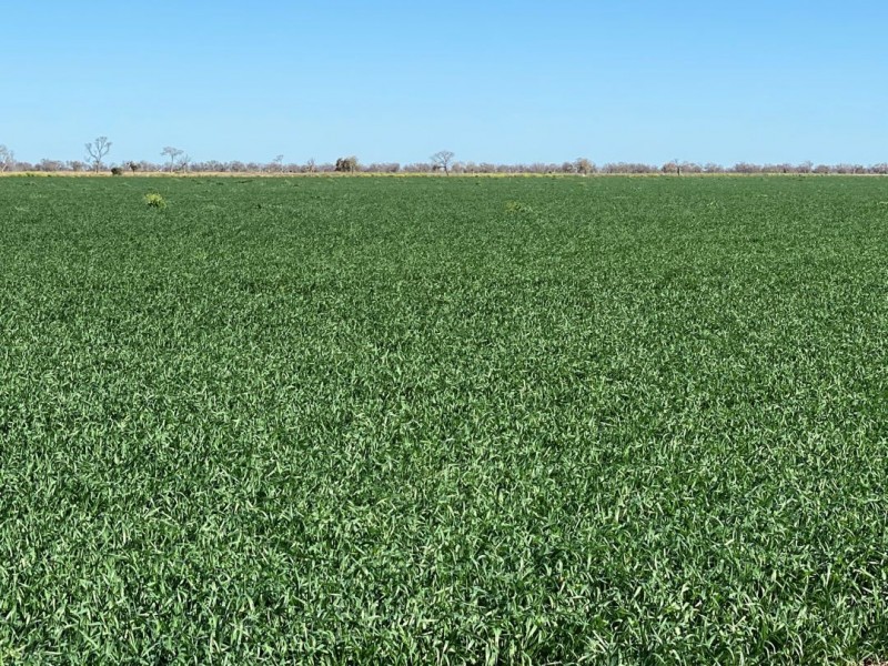 Kia Ora, Walgett NSW 2832