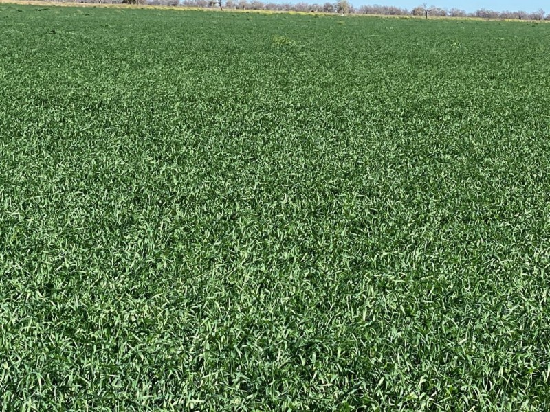 Kia Ora, Walgett NSW 2832