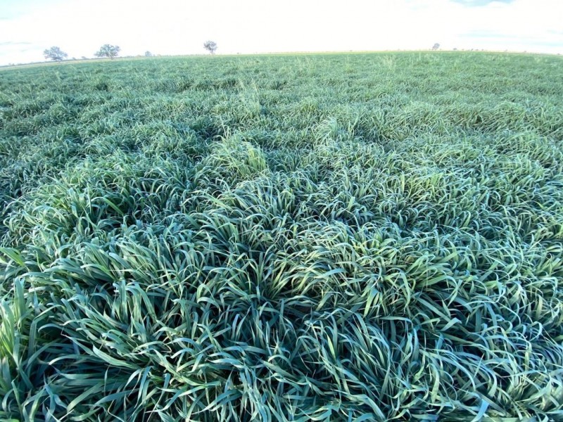 Kia Ora, Walgett NSW 2832