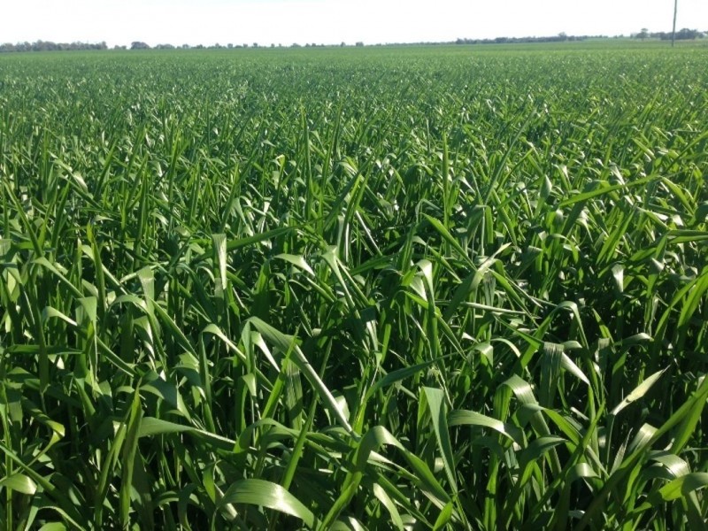 Prospect Downs Aggregation, Moree NSW 2400