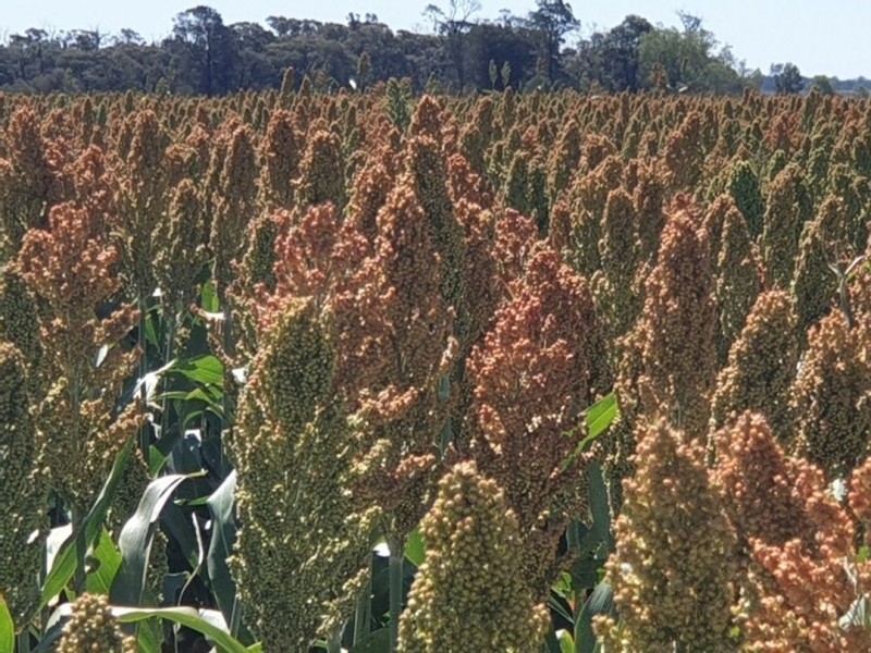 Prospect Downs Aggregation, Moree NSW 2400