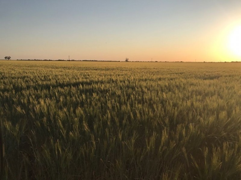 Prospect Downs Aggregation, Moree NSW 2400