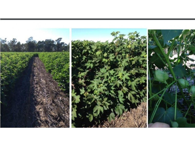 Prospect Downs Aggregation, Moree NSW 2400