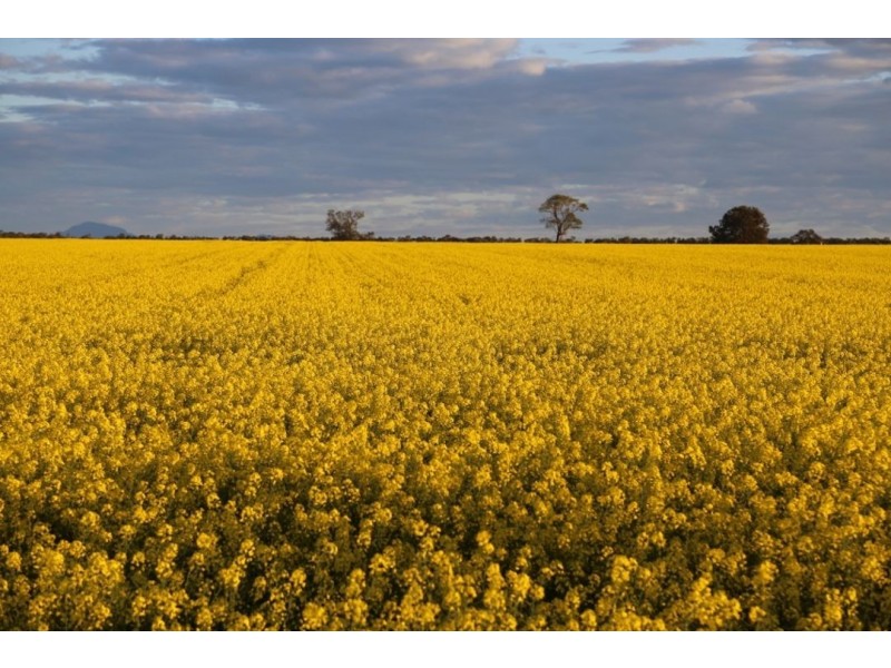 Prospect Downs Aggregation, Moree NSW 2400