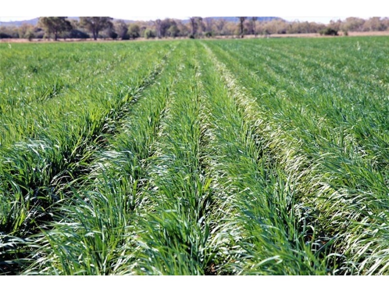 Prospect Downs Aggregation, Moree NSW 2400