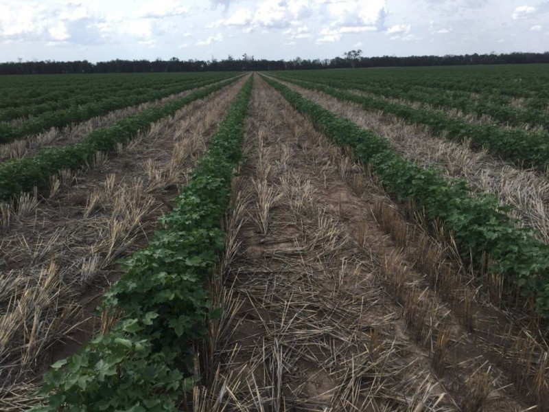 Prospect Downs Aggregation, Moree NSW 2400