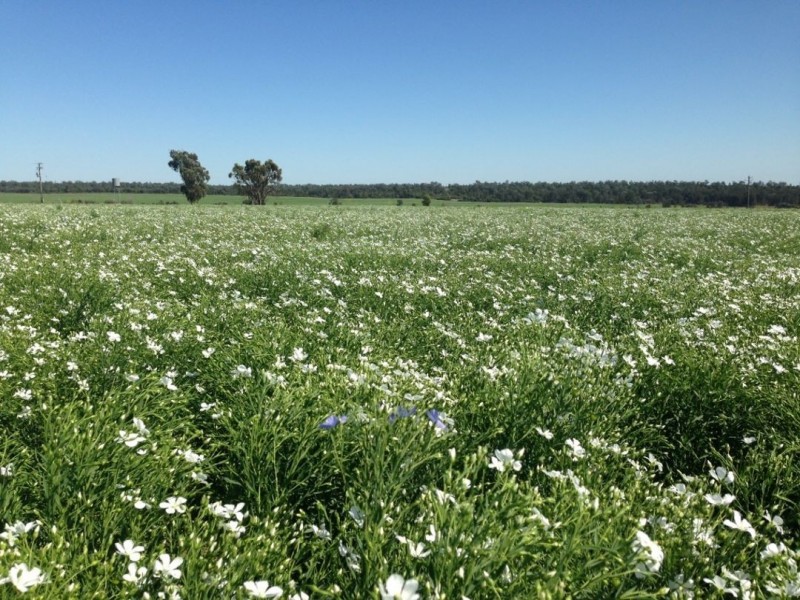 Prospect Downs Aggregation, Moree NSW 2400