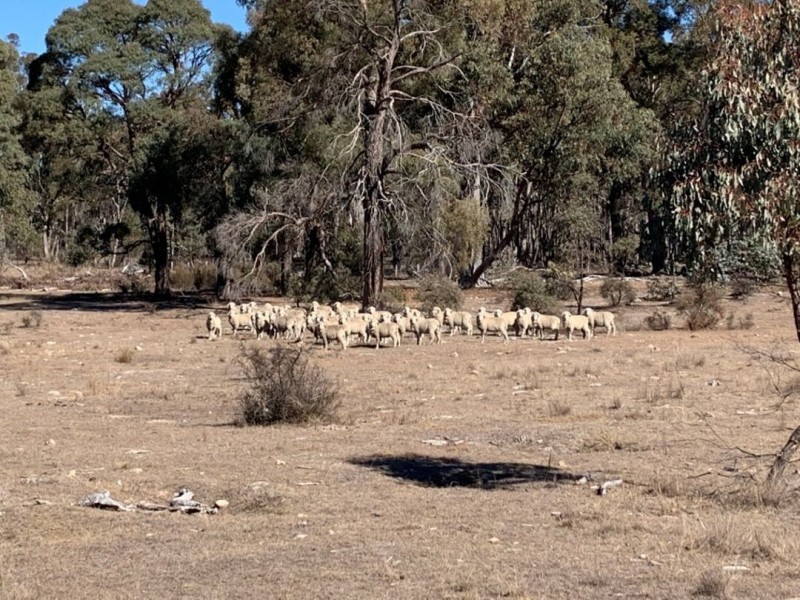 Strathmore, New Valley NSW 2365