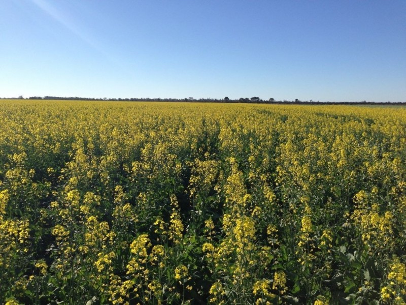 Homedale, Moree NSW 2400