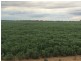 Homedale, Moree NSW 2400