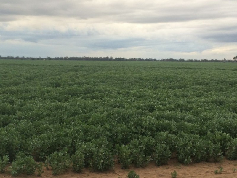 Homedale, Moree NSW 2400