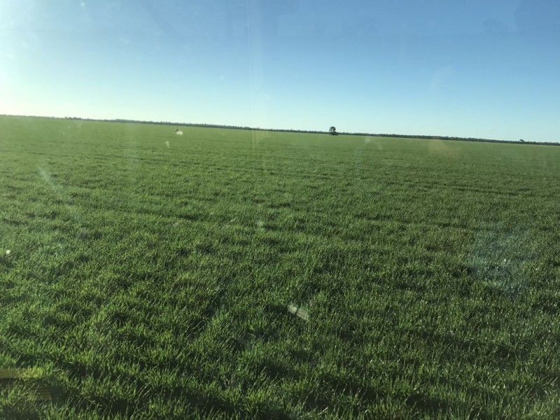Homedale, Moree NSW 2400