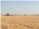 Homedale, Moree NSW 2400