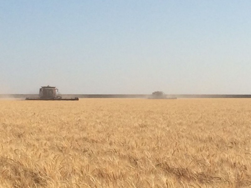 Homedale, Moree NSW 2400