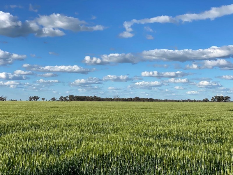 Swanley, Moree NSW 2400