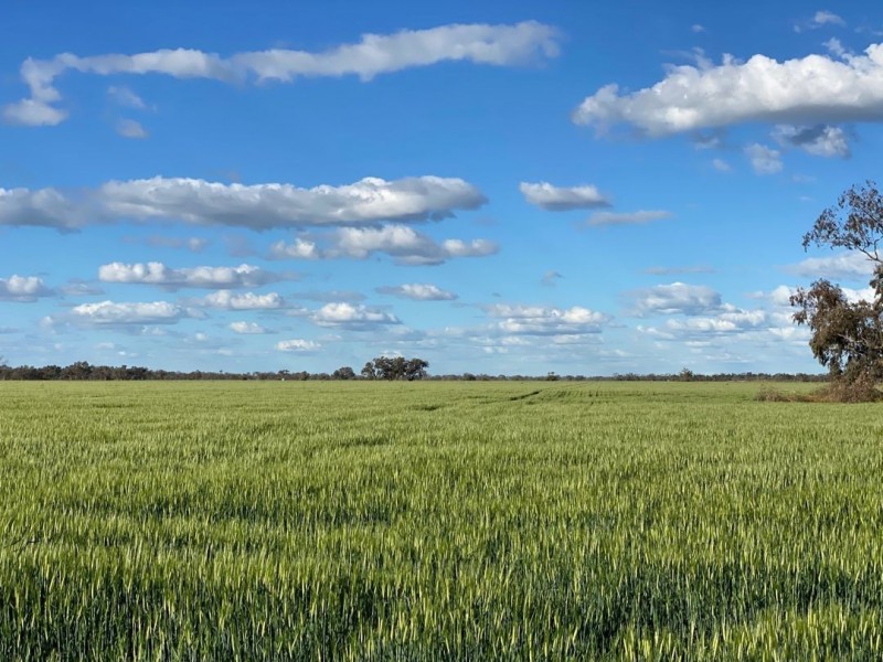 Swanley, Moree NSW 2400