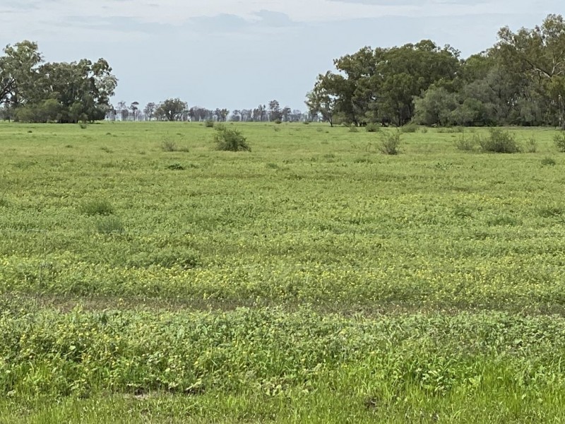 Swanley, Moree NSW 2400