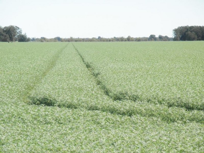 Merrimbla, Gurley NSW 2398