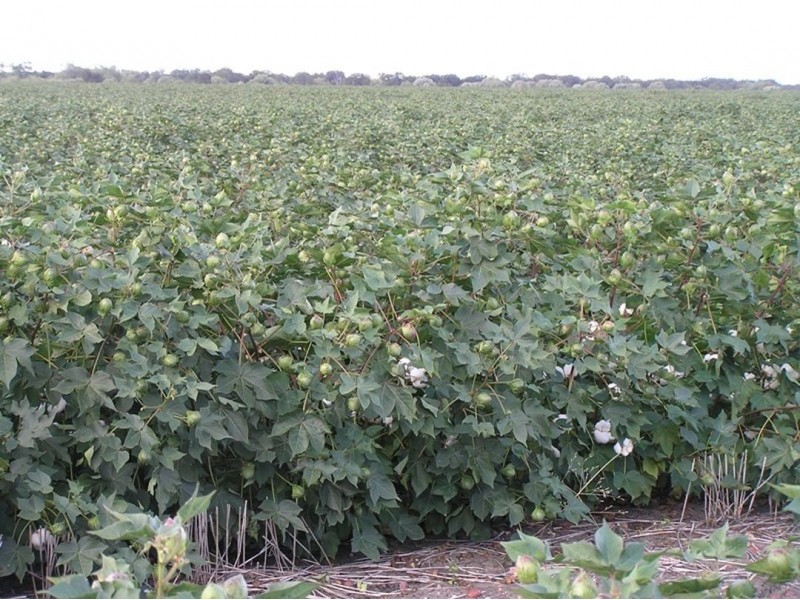 Merrimbla, Gurley NSW 2398