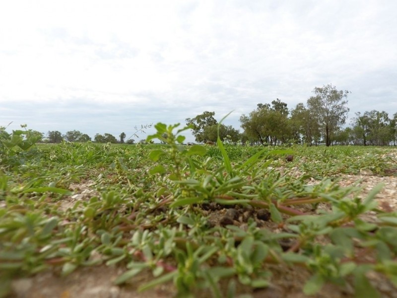 Wirrabilla, Collarenebri NSW 2833