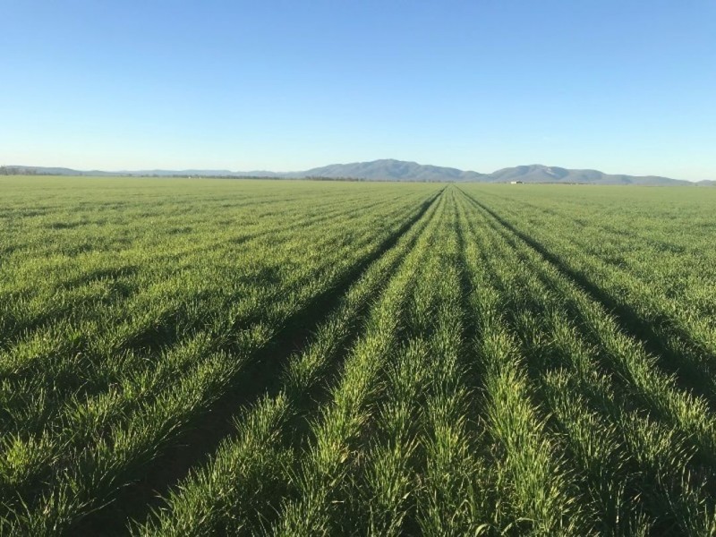 Boolah Group – Land & Business Investment, Moree NSW 2400