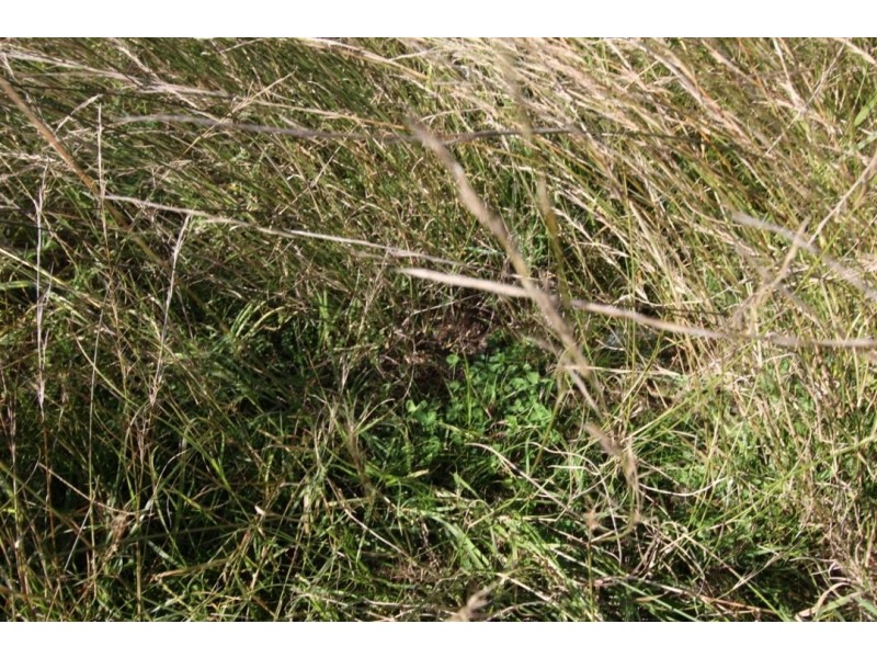 Errolston, Bingara NSW 2404