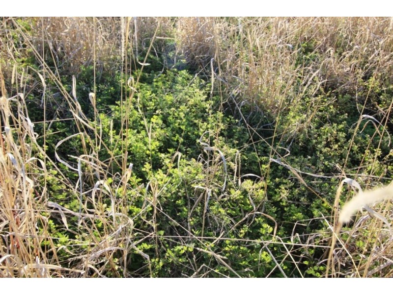 Glen Rock, Delungra NSW 2403