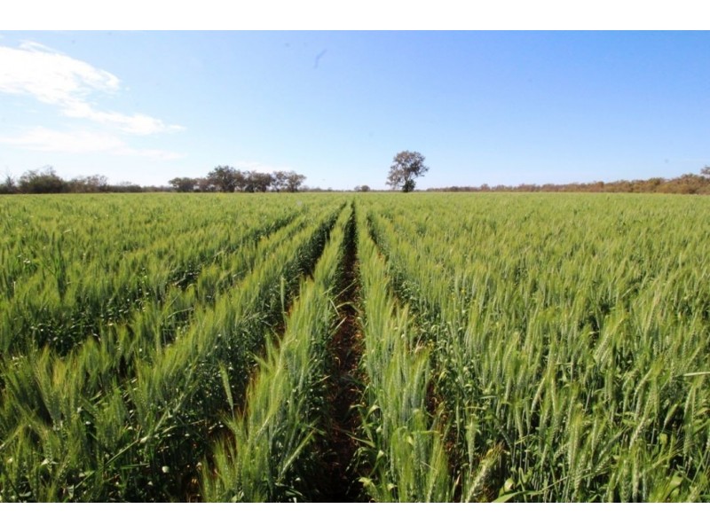 Mardell, Moree NSW 2400