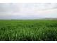 Woodcourte, Warialda NSW 2402