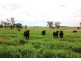 Woodcourte, Warialda NSW 2402