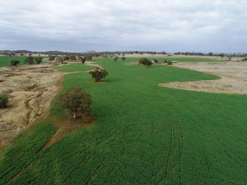 Woodcourte, Warialda NSW 2402