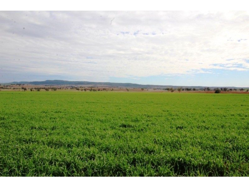 Bellevue Hill, Warialda NSW 2402