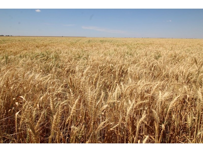 Crossdale, Walgett NSW 2832