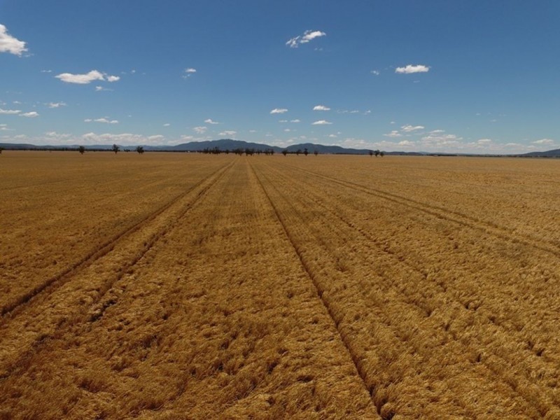 Weroona, Gunnedah NSW 2380